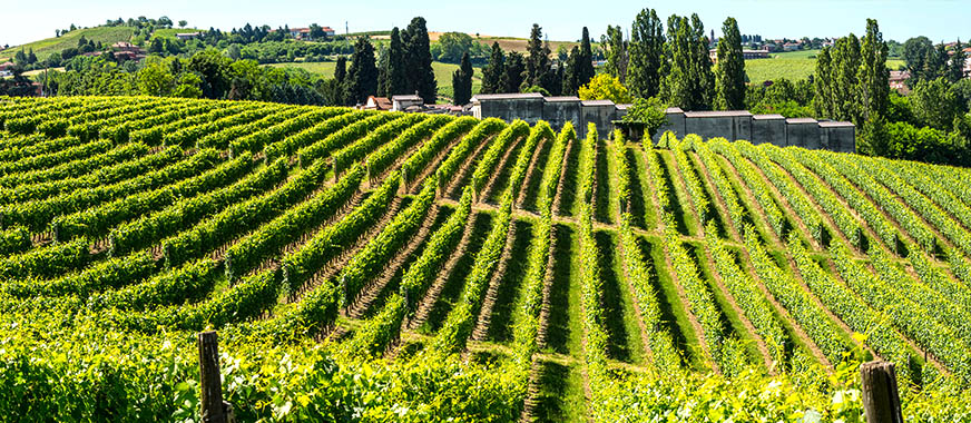 Piemonte Toscane wijngaarden