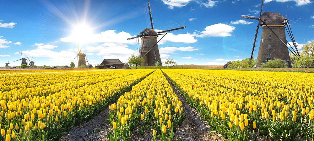 Tulpenvelden in Nederland Lente