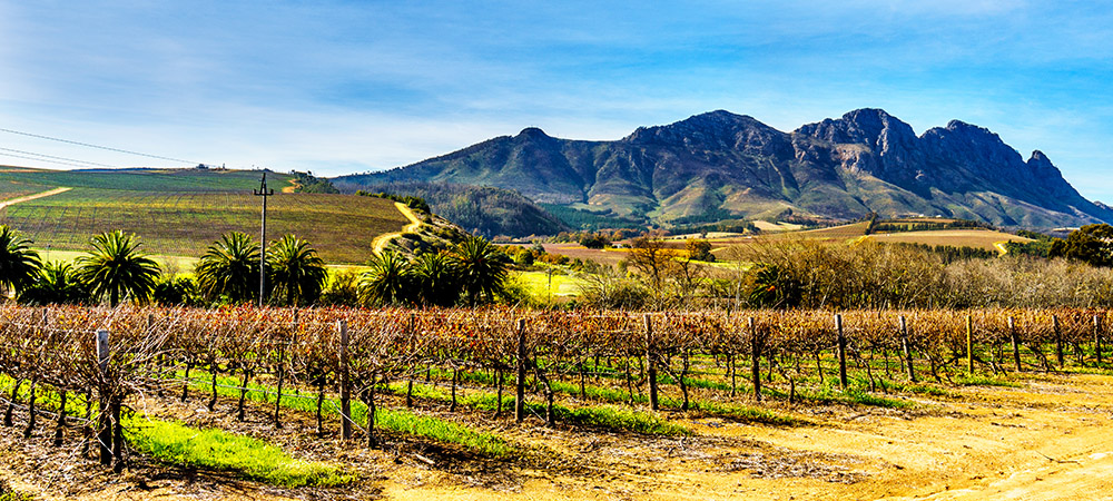 Wijngaarden in Zuid-Afrika