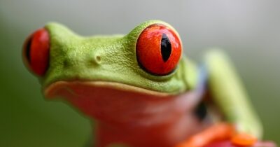 Wandel- en Fietsreis Costa Rica, 14 dagen