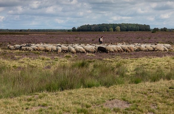 Fietsvakantie Witteveen